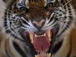 20 Animals That Will Kill You