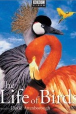 The Life of Birds